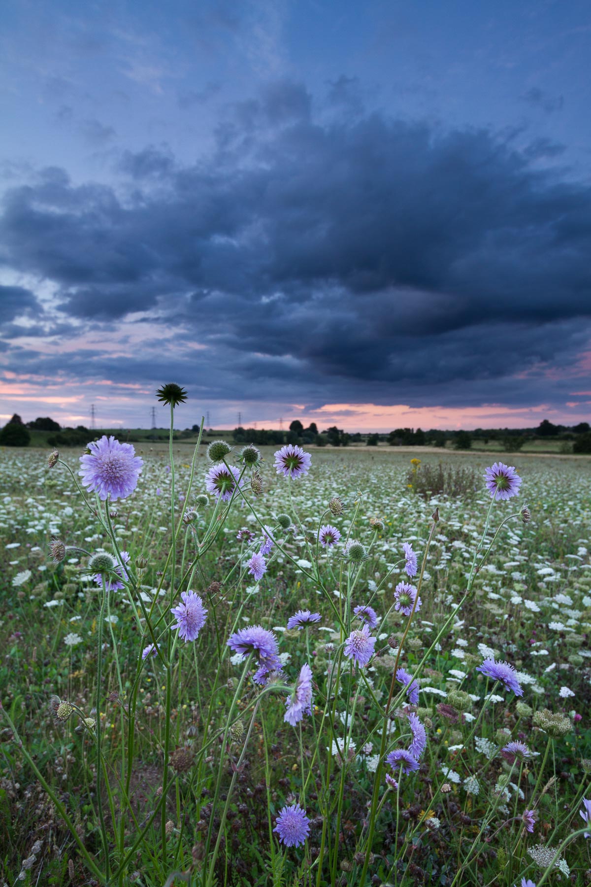 Scabious