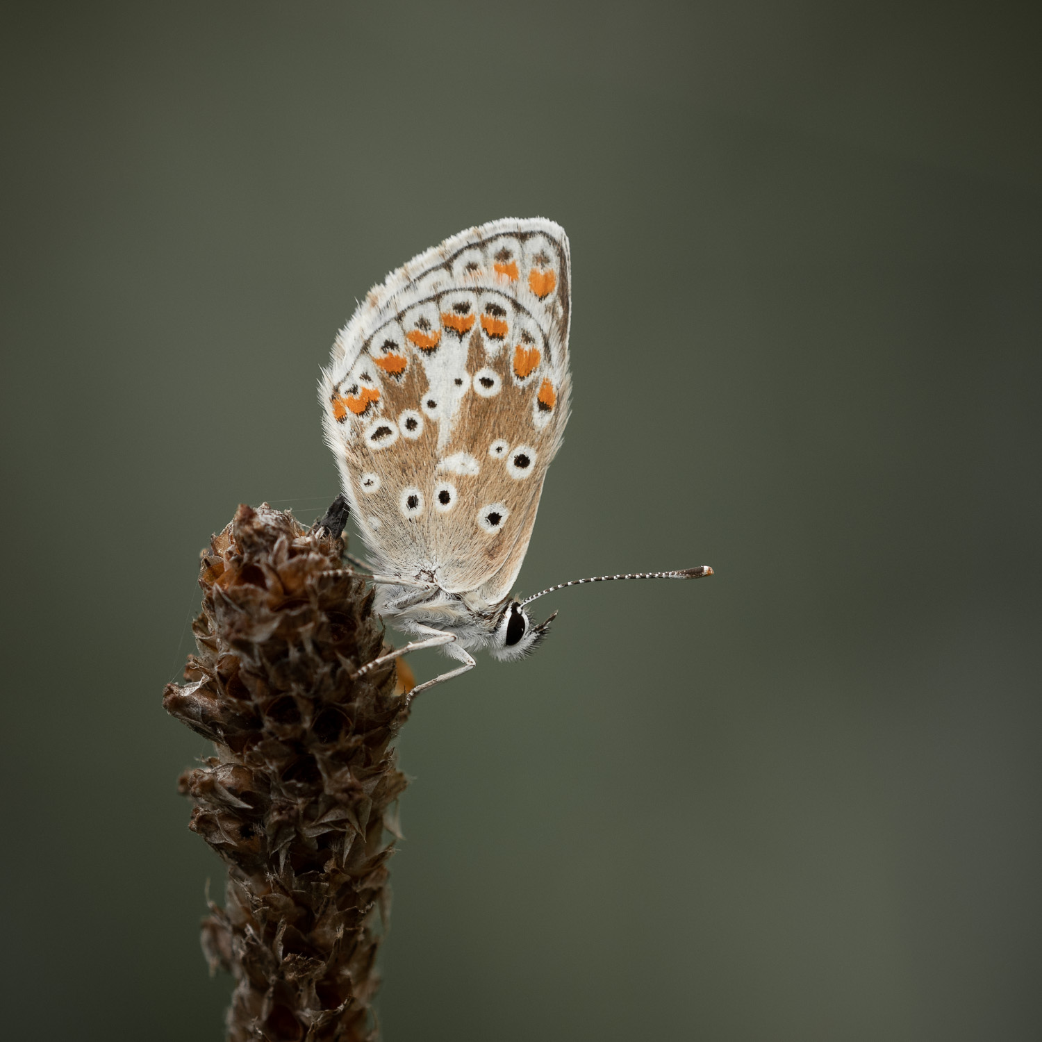 Common Blue