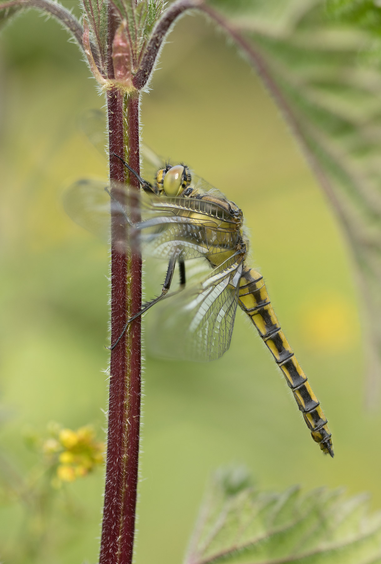Black Tailed Skimmer