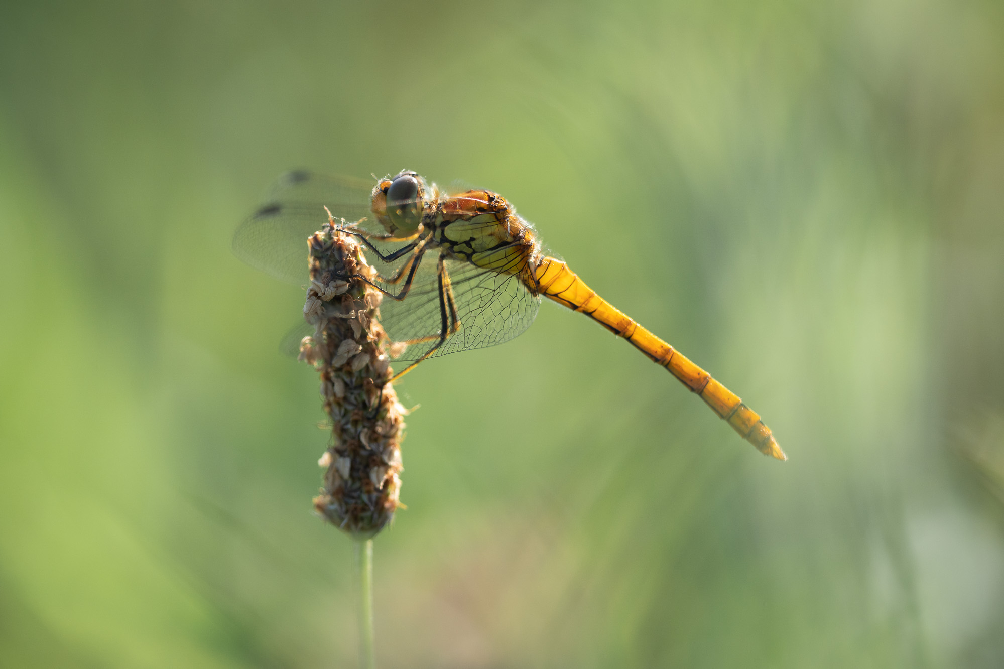 Common Darter